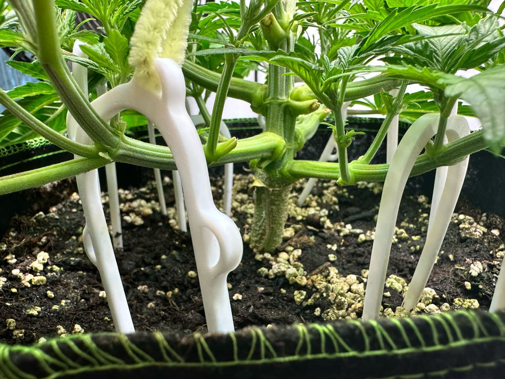 Auxiliar LST treinamento de baixa tensão para plantas