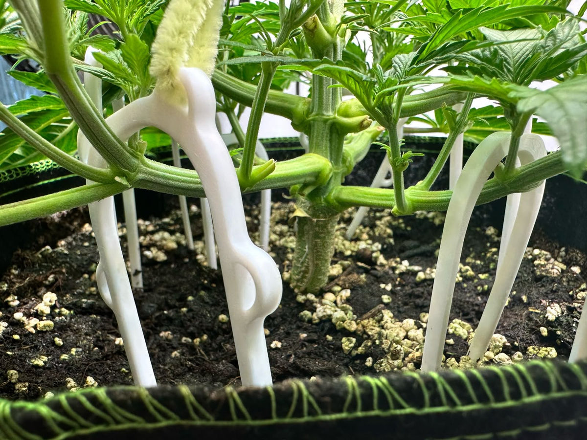 Auxiliar LST treinamento de baixa tensão para plantas